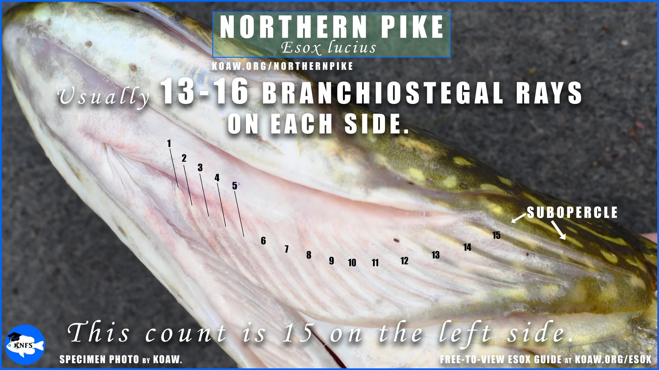 Northern Pike (Esox lucius) - How to identify — Koaw Nature